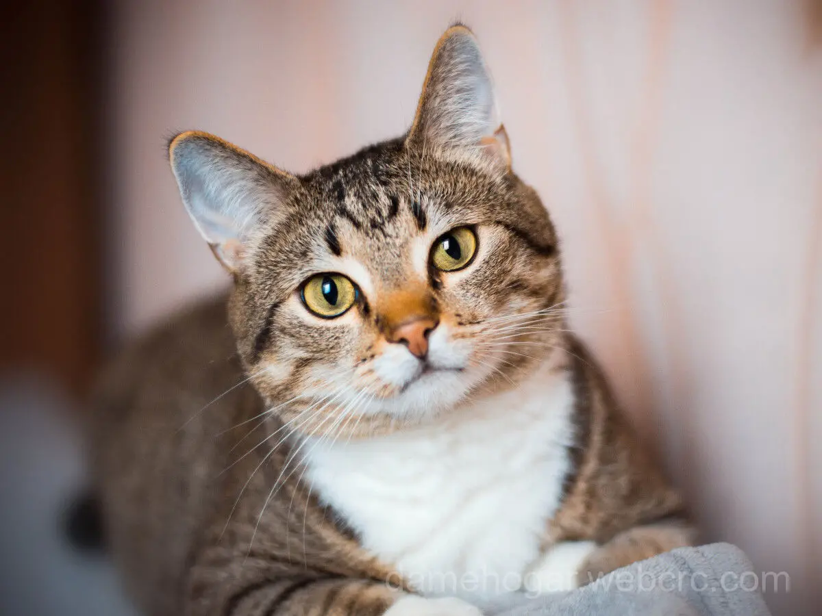 Mimi