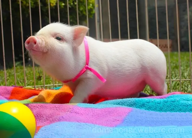 Pig