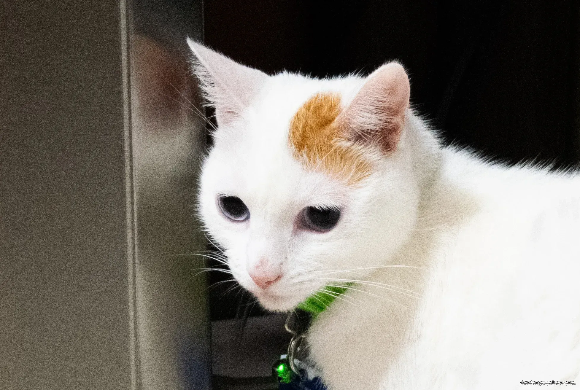 Mimi